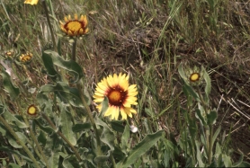 blanket flower (Gaillardia pinnatifida)